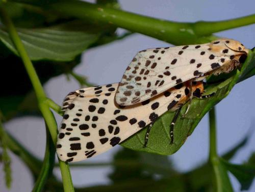Réf. 216 472 : Spilosoma multiguttata